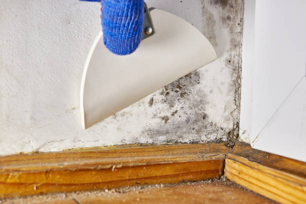 Best Mold Prevention Services  in Creedmoor, NC